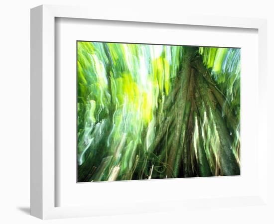 Stilt Root of a Walking Palm, Borro Colorado Island, Panama-Christian Ziegler-Framed Photographic Print