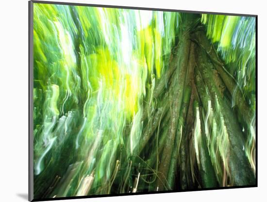 Stilt Root of a Walking Palm, Borro Colorado Island, Panama-Christian Ziegler-Mounted Photographic Print