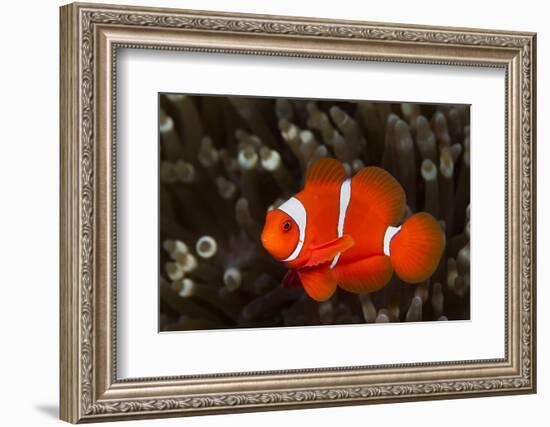 Sting-Anemone Fish, Premnas Aculeatus, Ambon, the Moluccas, Indonesia-Reinhard Dirscherl-Framed Photographic Print