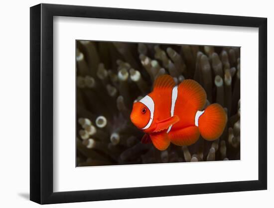 Sting-Anemone Fish, Premnas Aculeatus, Ambon, the Moluccas, Indonesia-Reinhard Dirscherl-Framed Photographic Print