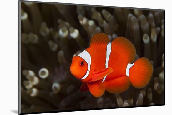 Sting-Anemone Fish, Premnas Aculeatus, Ambon, the Moluccas, Indonesia-Reinhard Dirscherl-Mounted Photographic Print