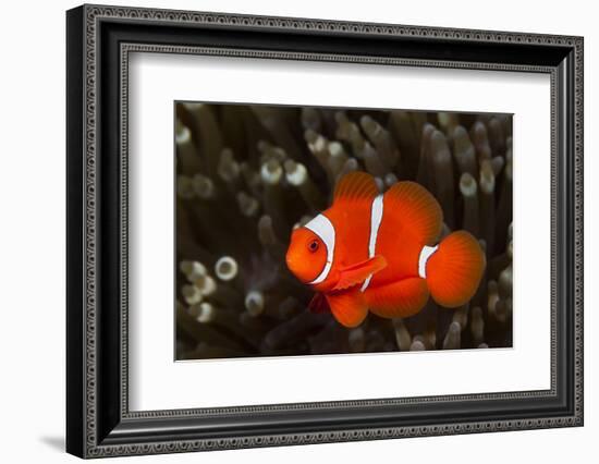 Sting-Anemone Fish, Premnas Aculeatus, Ambon, the Moluccas, Indonesia-Reinhard Dirscherl-Framed Photographic Print