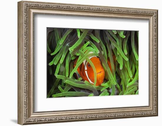 Sting-Anemone Fish, Premnas Aculeatus, Raja Ampat, West Papua, Indonesia-Reinhard Dirscherl-Framed Photographic Print