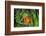 Sting-Anemone Fish, Premnas Aculeatus, Raja Ampat, West Papua, Indonesia-Reinhard Dirscherl-Framed Photographic Print