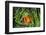 Sting-Anemone Fish, Premnas Aculeatus, Raja Ampat, West Papua, Indonesia-Reinhard Dirscherl-Framed Photographic Print