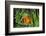 Sting-Anemone Fish, Premnas Aculeatus, Raja Ampat, West Papua, Indonesia-Reinhard Dirscherl-Framed Photographic Print