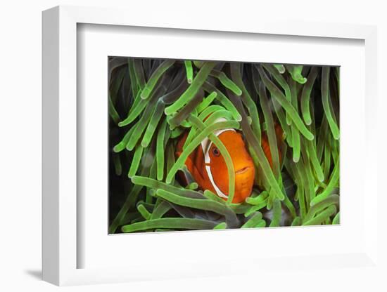 Sting-Anemone Fish, Premnas Aculeatus, Raja Ampat, West Papua, Indonesia-Reinhard Dirscherl-Framed Photographic Print