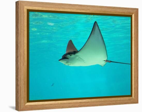 Sting Ray, Sea World, Gold Coast, Queensland, Australia-David Wall-Framed Premier Image Canvas