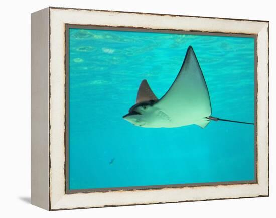 Sting Ray, Sea World, Gold Coast, Queensland, Australia-David Wall-Framed Premier Image Canvas