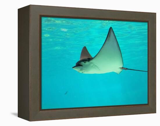 Sting Ray, Sea World, Gold Coast, Queensland, Australia-David Wall-Framed Premier Image Canvas