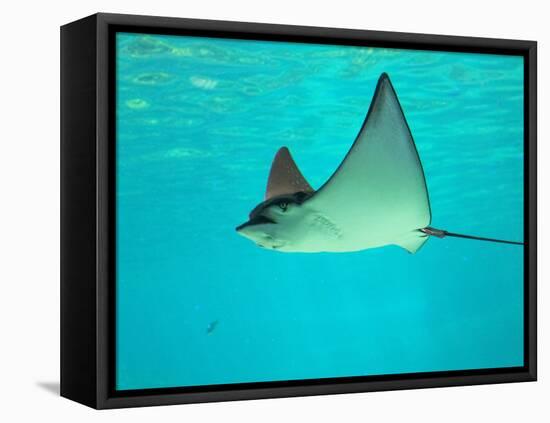 Sting Ray, Sea World, Gold Coast, Queensland, Australia-David Wall-Framed Premier Image Canvas