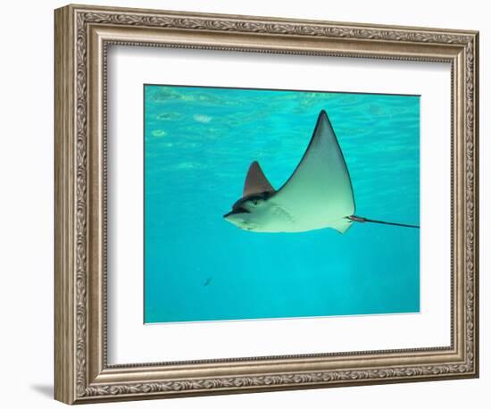 Sting Ray, Sea World, Gold Coast, Queensland, Australia-David Wall-Framed Photographic Print