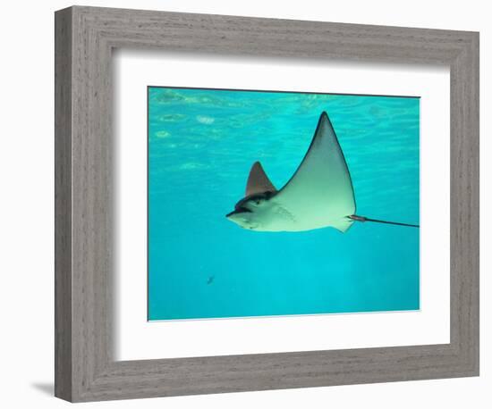 Sting Ray, Sea World, Gold Coast, Queensland, Australia-David Wall-Framed Photographic Print