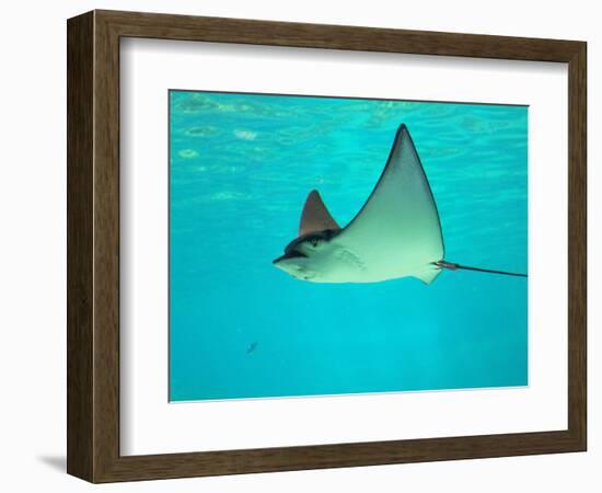 Sting Ray, Sea World, Gold Coast, Queensland, Australia-David Wall-Framed Photographic Print