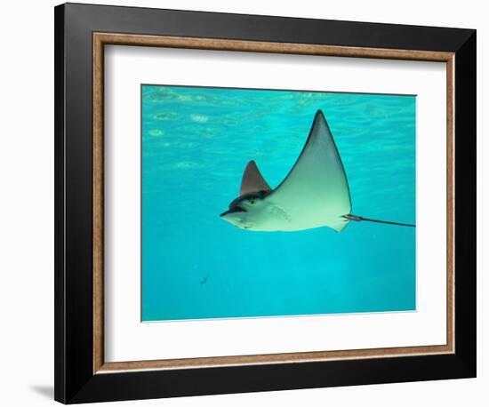 Sting Ray, Sea World, Gold Coast, Queensland, Australia-David Wall-Framed Photographic Print