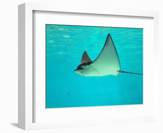 Sting Ray, Sea World, Gold Coast, Queensland, Australia-David Wall-Framed Photographic Print