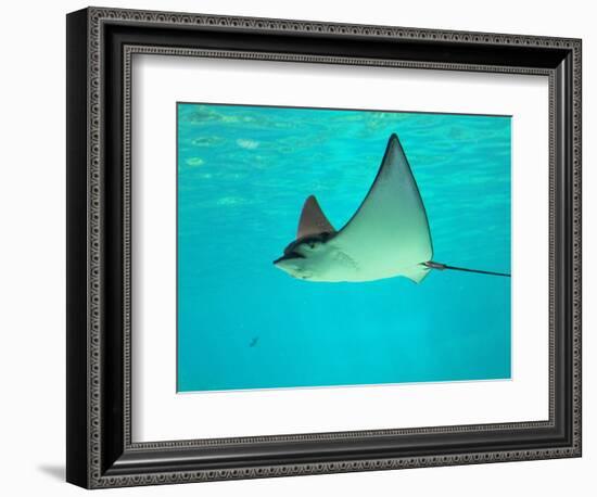 Sting Ray, Sea World, Gold Coast, Queensland, Australia-David Wall-Framed Photographic Print