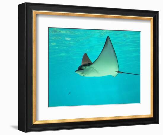 Sting Ray, Sea World, Gold Coast, Queensland, Australia-David Wall-Framed Photographic Print