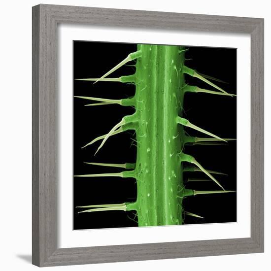 Stinging Hair of Nettle-null-Framed Photographic Print