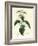 Stinging Nettle, Urtica Dioica-James Sowerby-Framed Giclee Print