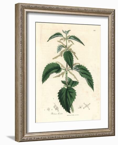Stinging Nettle, Urtica Dioica-James Sowerby-Framed Giclee Print