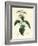 Stinging Nettle, Urtica Dioica-James Sowerby-Framed Giclee Print