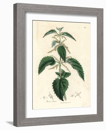 Stinging Nettle, Urtica Dioica-James Sowerby-Framed Giclee Print