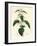 Stinging Nettle, Urtica Dioica-James Sowerby-Framed Giclee Print