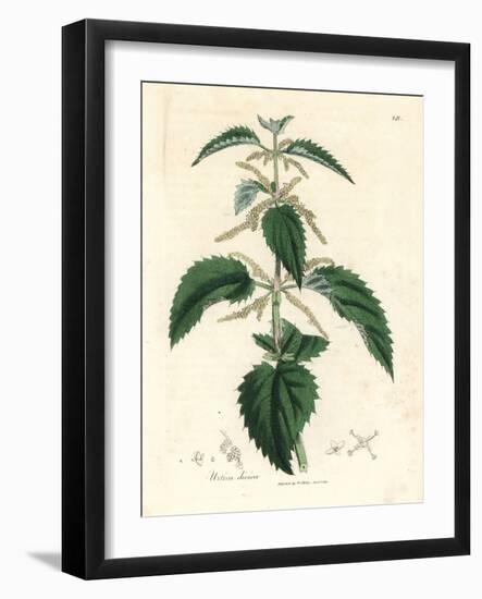 Stinging Nettle, Urtica Dioica-James Sowerby-Framed Giclee Print