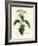 Stinging Nettle, Urtica Dioica-James Sowerby-Framed Giclee Print