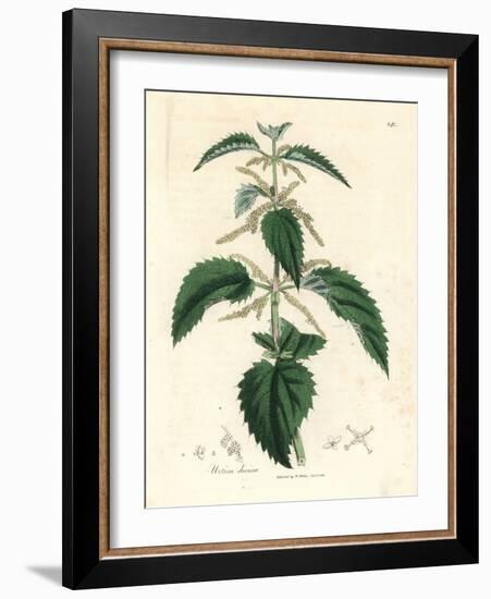 Stinging Nettle, Urtica Dioica-James Sowerby-Framed Giclee Print