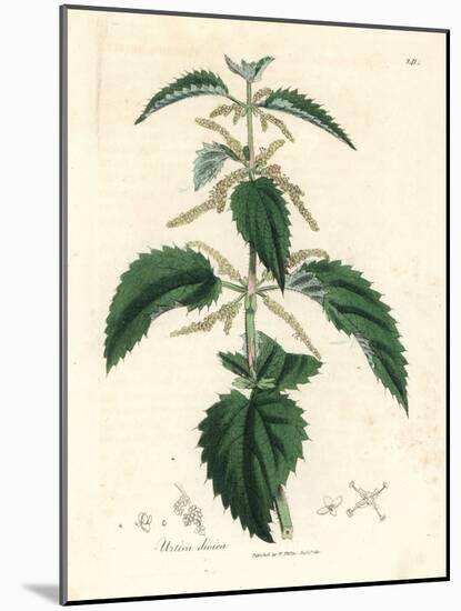 Stinging Nettle, Urtica Dioica-James Sowerby-Mounted Giclee Print