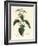 Stinging Nettle, Urtica Dioica-James Sowerby-Framed Giclee Print