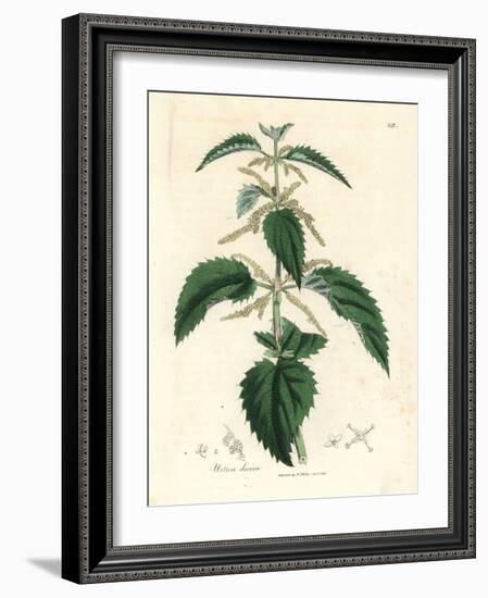 Stinging Nettle, Urtica Dioica-James Sowerby-Framed Giclee Print