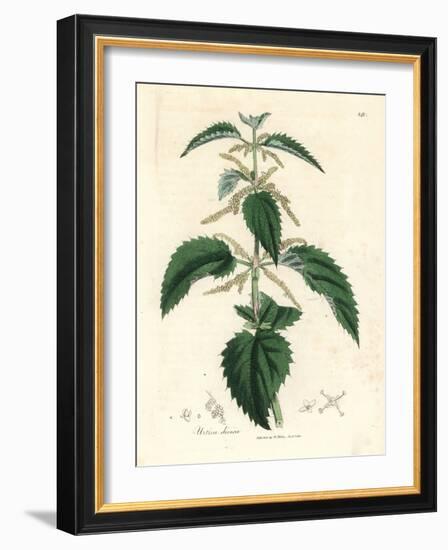 Stinging Nettle, Urtica Dioica-James Sowerby-Framed Giclee Print