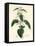 Stinging Nettle, Urtica Dioica-James Sowerby-Framed Premier Image Canvas