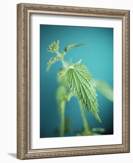 Stinging Nettle-Lawrence Lawry-Framed Photographic Print