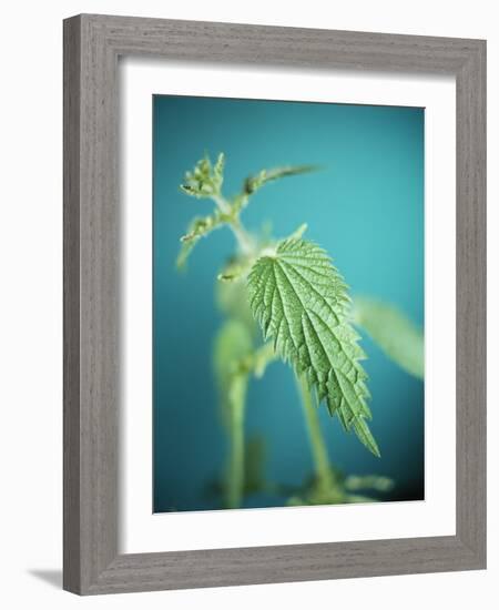 Stinging Nettle-Lawrence Lawry-Framed Photographic Print