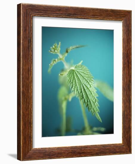 Stinging Nettle-Lawrence Lawry-Framed Photographic Print