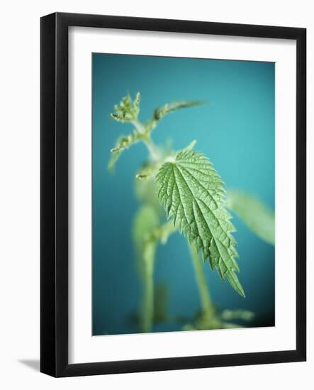 Stinging Nettle-Lawrence Lawry-Framed Photographic Print