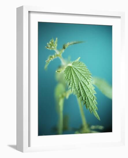 Stinging Nettle-Lawrence Lawry-Framed Photographic Print