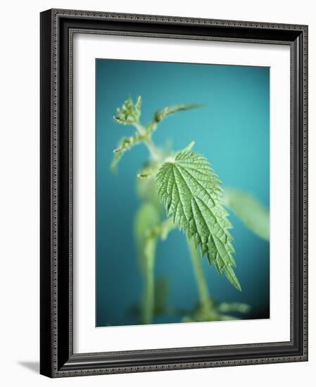 Stinging Nettle-Lawrence Lawry-Framed Photographic Print