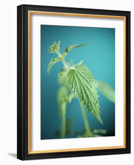 Stinging Nettle-Lawrence Lawry-Framed Photographic Print