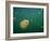 Stingless Jellyfish, Palau-Ian Shive-Framed Photographic Print