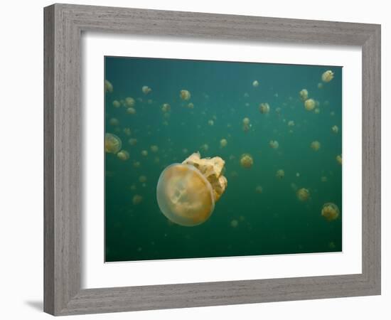 Stingless Jellyfish, Palau-Ian Shive-Framed Photographic Print