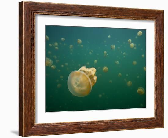 Stingless Jellyfish, Palau-Ian Shive-Framed Photographic Print