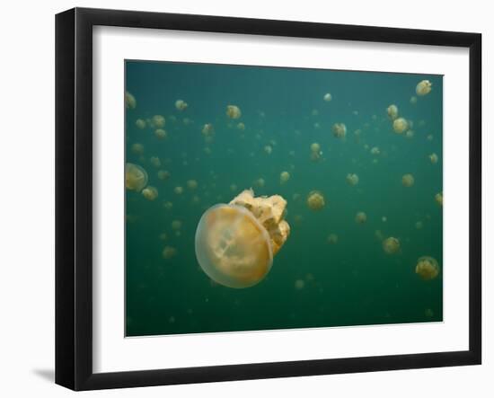 Stingless Jellyfish, Palau-Ian Shive-Framed Photographic Print