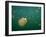 Stingless Jellyfish, Palau-Ian Shive-Framed Photographic Print