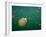 Stingless Jellyfish, Palau-Ian Shive-Framed Photographic Print