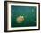 Stingless Jellyfish, Palau-Ian Shive-Framed Photographic Print